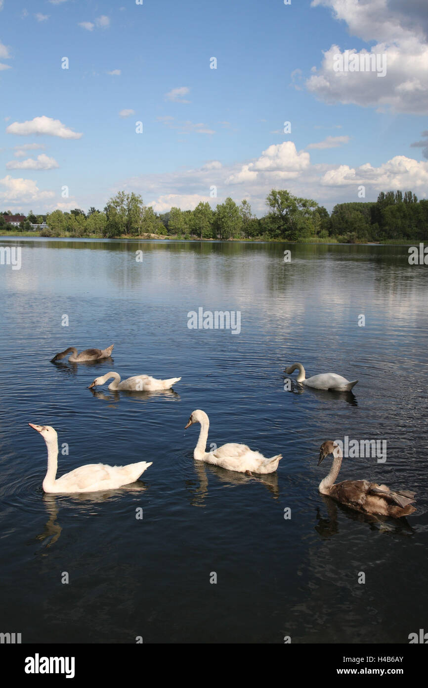 Gobba cigni, uccelli giovani, acqua, Foto Stock