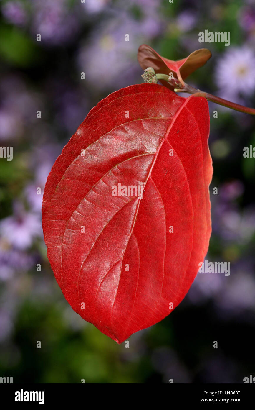 Fiore Nutalls sanguinello, foglie rosso, vicino, Foto Stock