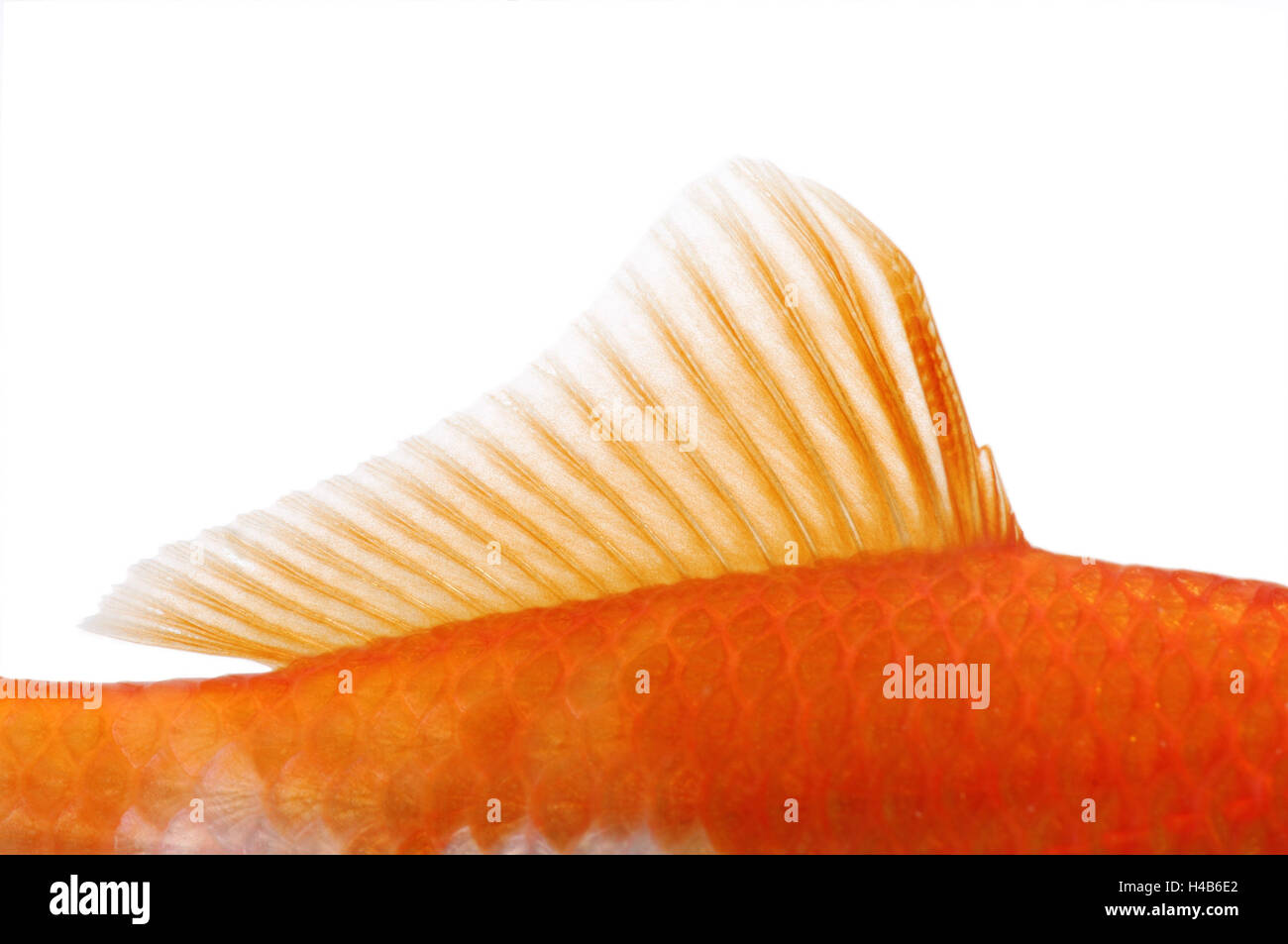 Goldfish, pinna dorsale, Foto Stock