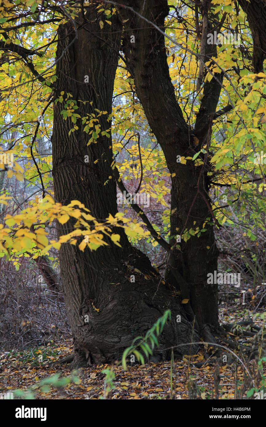 Per prenotare nel prato di legno, autunno, Foto Stock