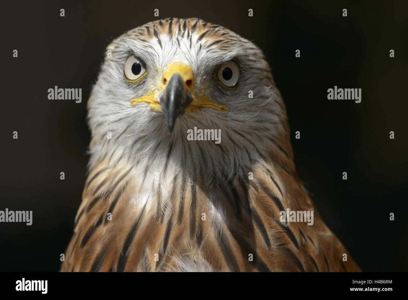 Aquilone rosso, Milvus milvus, ritratto, Foto Stock