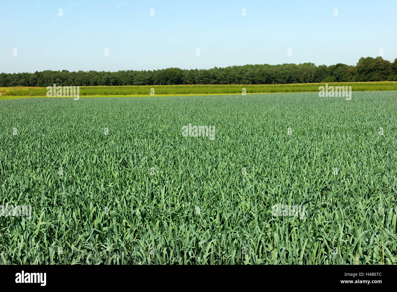 In Germania, in Renania settentrionale-Vestfalia, cerchio Viersen, Brugge Brugge Brüggen-Bracht, campo con il porro verdure, Foto Stock