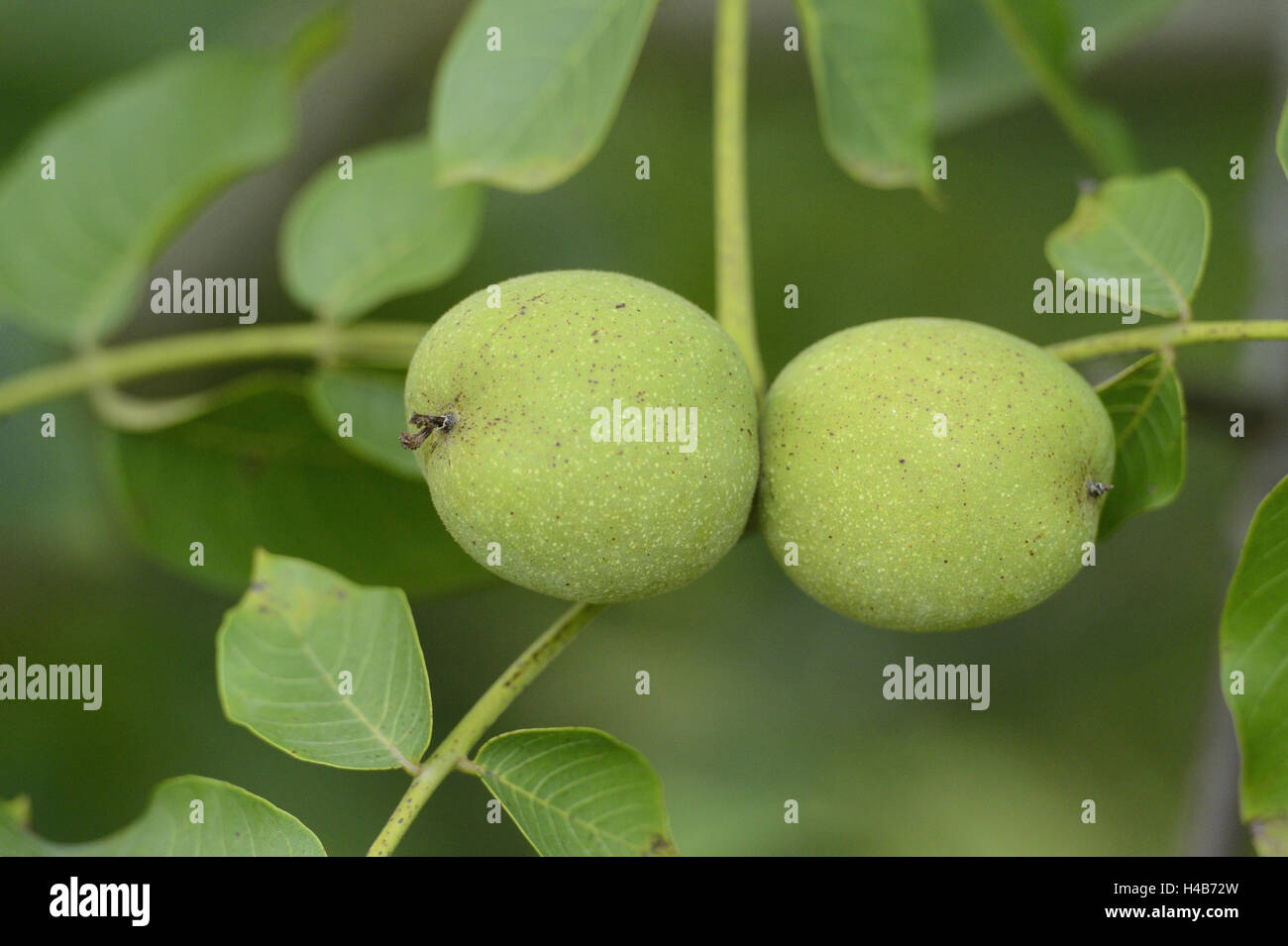 Noce comune, Juglans regia, frutti, ramo, pendenti, immaturo, Foto Stock