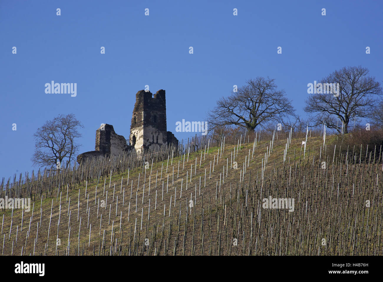 Chiostro rovina da 12. Cento. circa i vigneti con Wolf nella valle della Mosella, Foto Stock