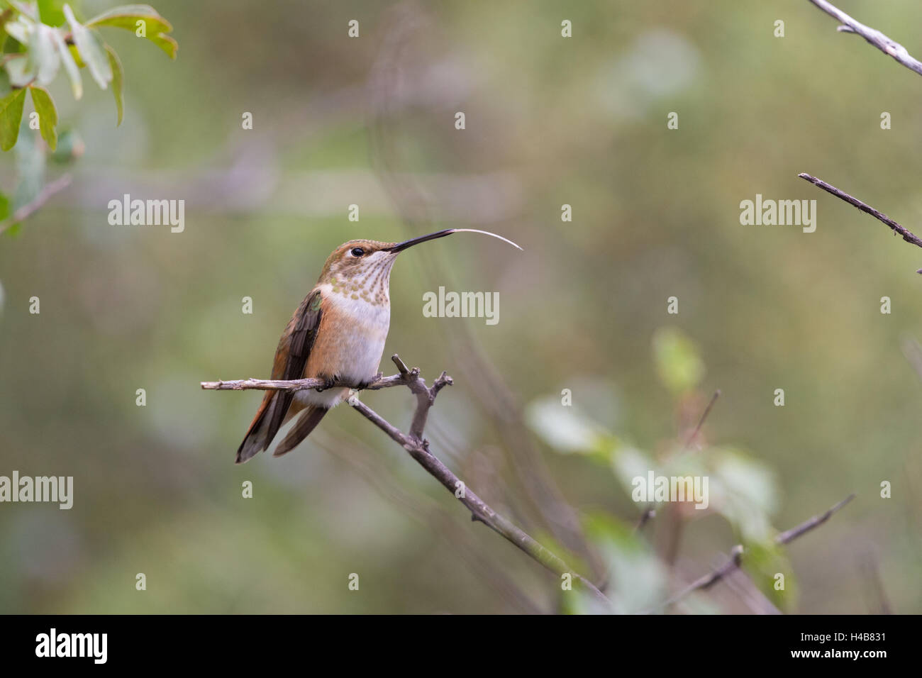 Rufous Hummingbird, (Selasphorus rufus), femmina adulta o immaturi. Bosque del Apache National Wildlife Refuge, nuovo Messico, Stati Uniti d'America. Foto Stock