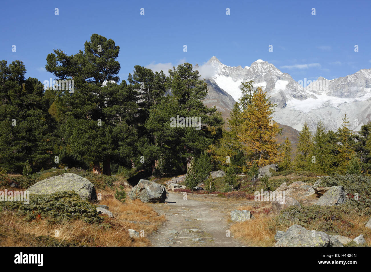 La Svizzera, Vallese, cerio-debolmente, visualizza in alto a ramoscello avvisatore acustico e wave collina mare verde lane, Foto Stock