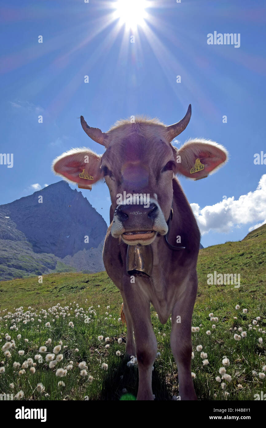 Allgäuer Razza Braunvieh (marrone bovini), Foto Stock