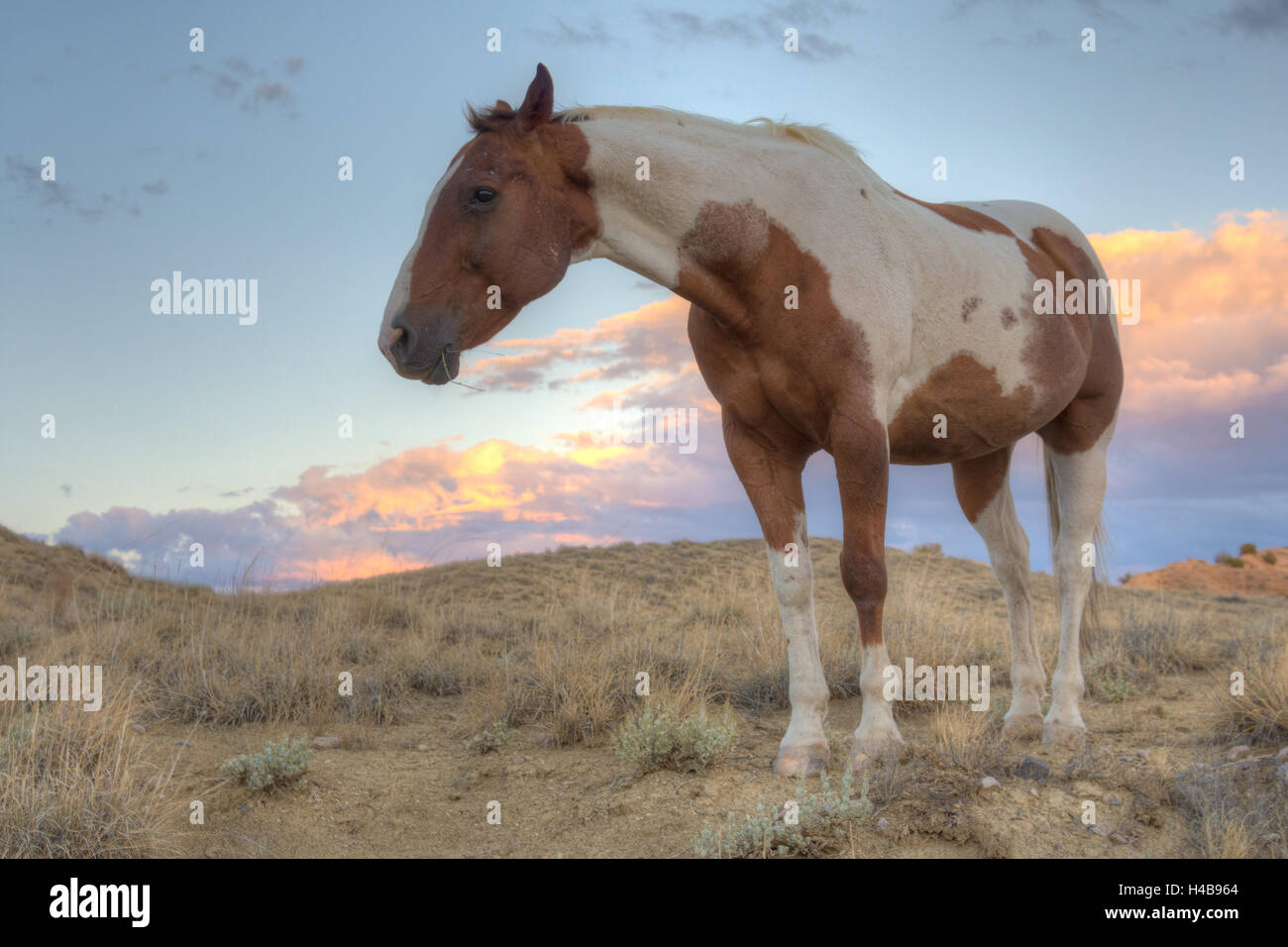 Cavallo nel deserto Ojito, Nuovo Messico, Stati Uniti d'America. Foto Stock