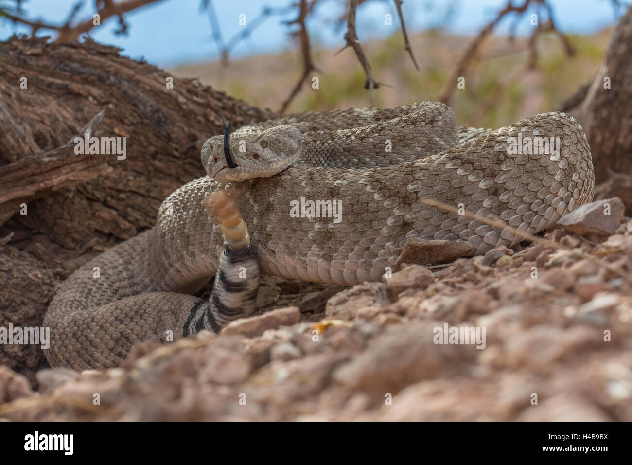 Western Diamond-backed Rattlesnake, (Crotalus atrox), Quebradas Backcountry Byway, Nuovo Messico, Stati Uniti d'America. Foto Stock