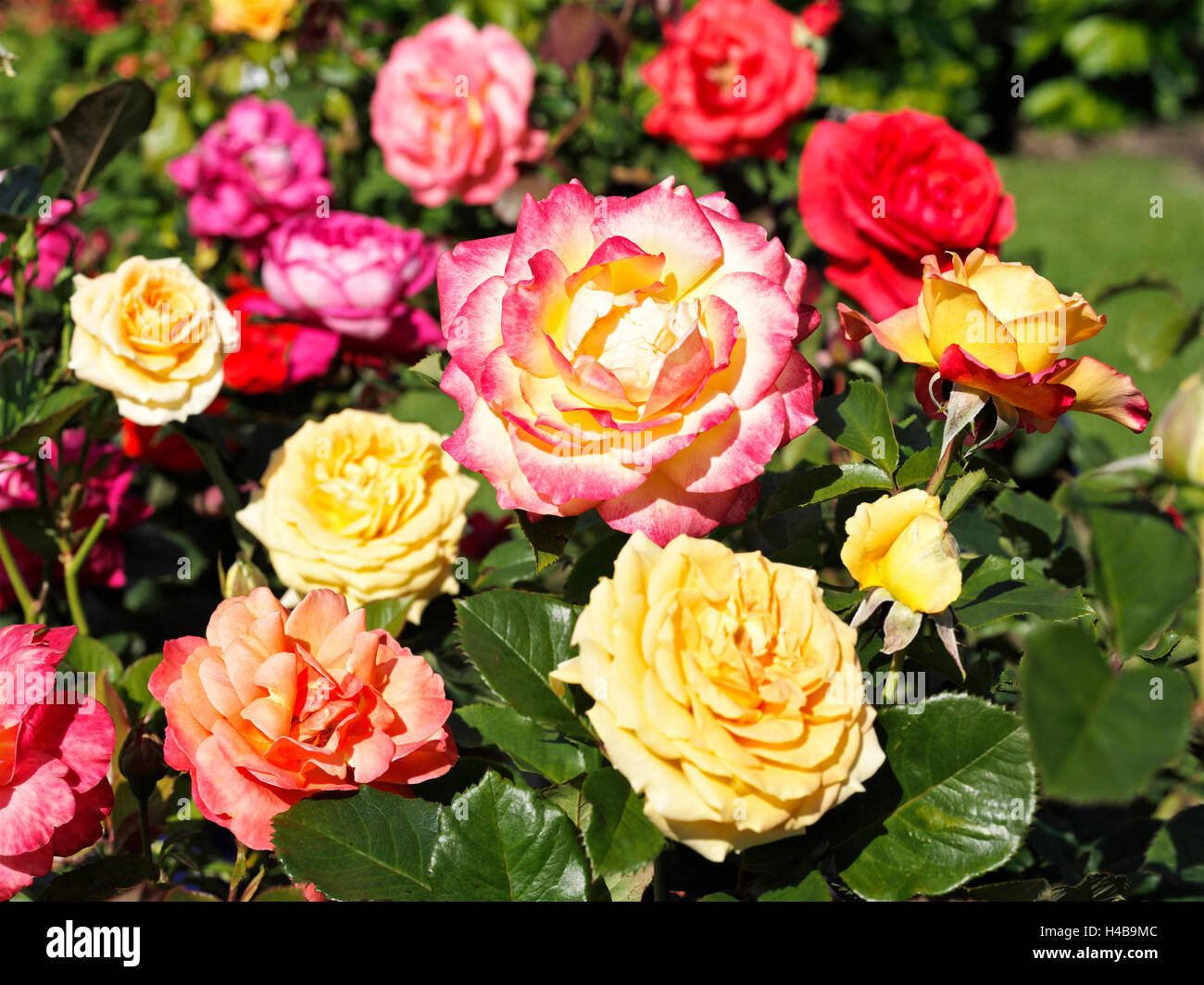 Le rose, differenti, luminosamente, giardino Foto Stock