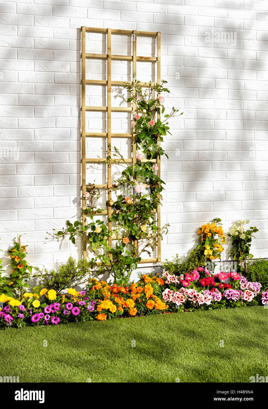 Arrampicata trellis, muro di casa, rose e fiori, giardino Foto Stock