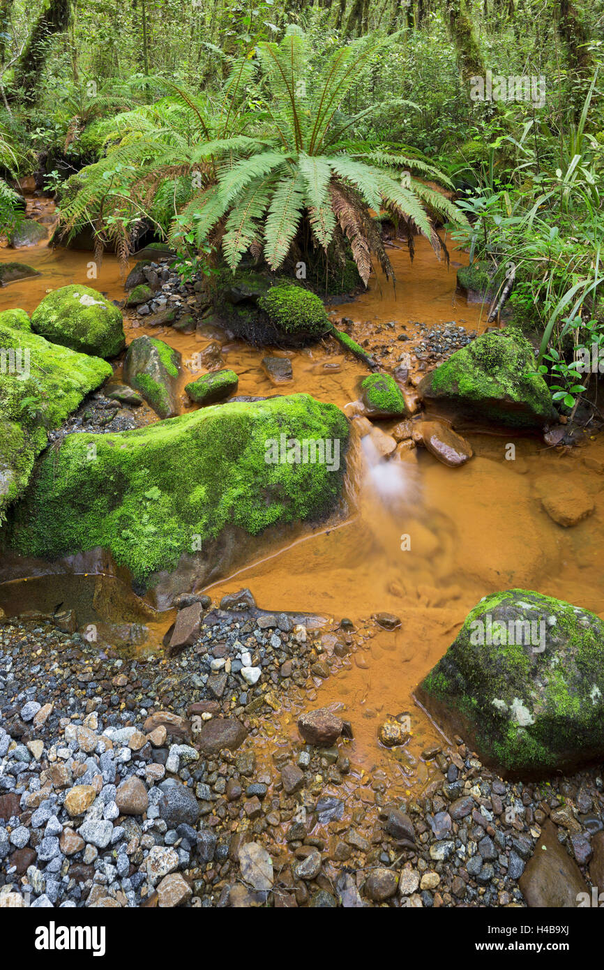 Legno, felci, Brook, Parco Nazionale di Fiordland, Southland, Isola del Sud, Nuova Zelanda Foto Stock