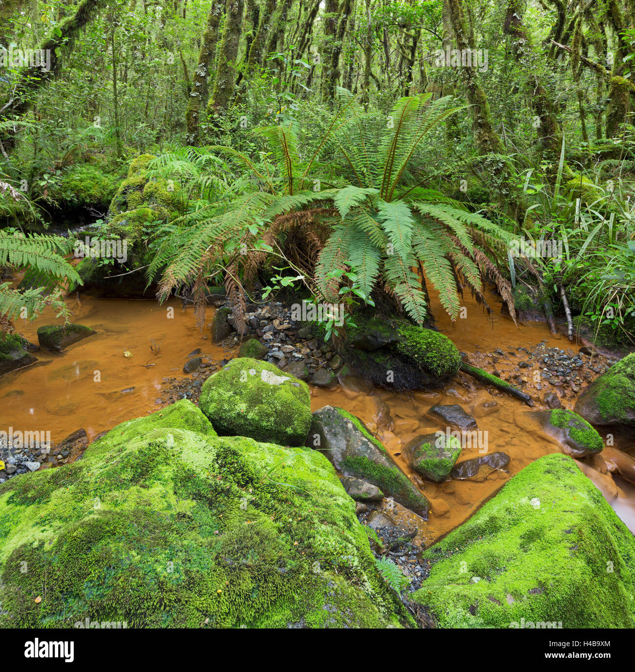 Legno, felci, Brook, Parco Nazionale di Fiordland, Southland, Isola del Sud, Nuova Zelanda Foto Stock