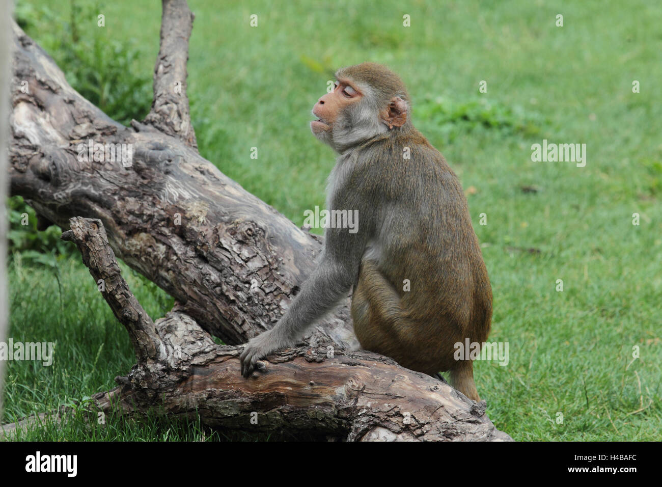 Macaco Rhesus seduto su albero secco, Macaca Mulatta Foto Stock