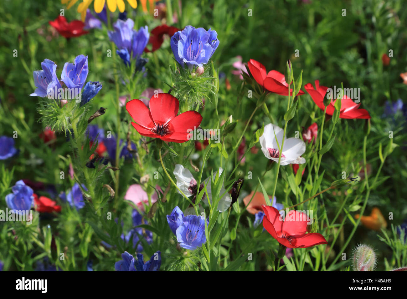 Prato di fiori in estate Foto Stock