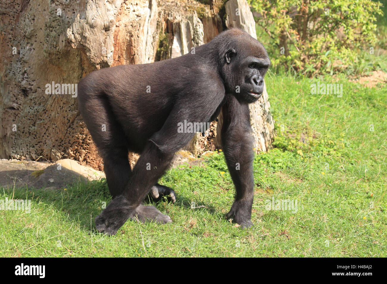 Western gorilla gorilla gorilla Foto Stock