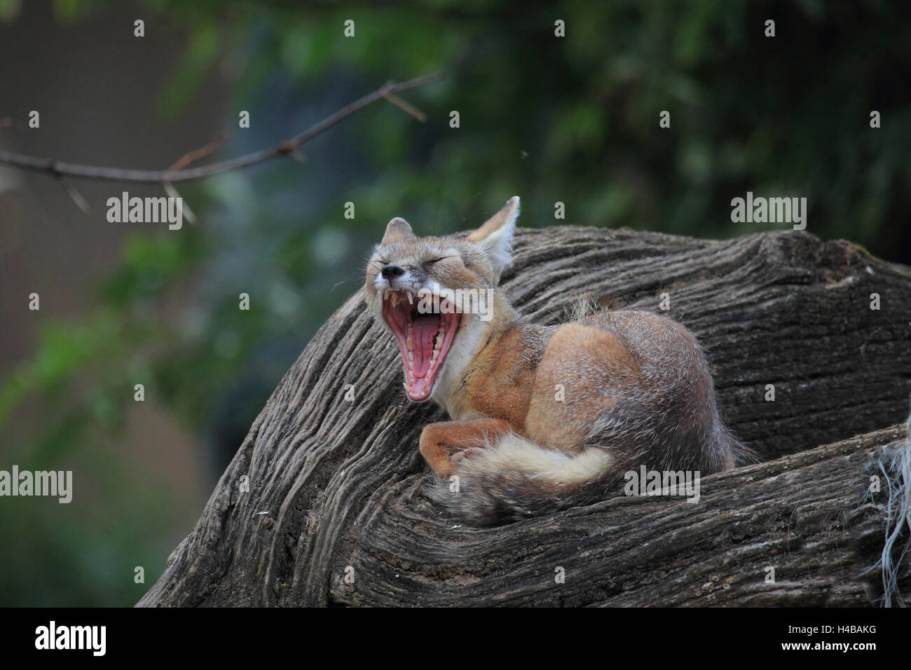 Corsac fox, Vulpes corsac Foto Stock