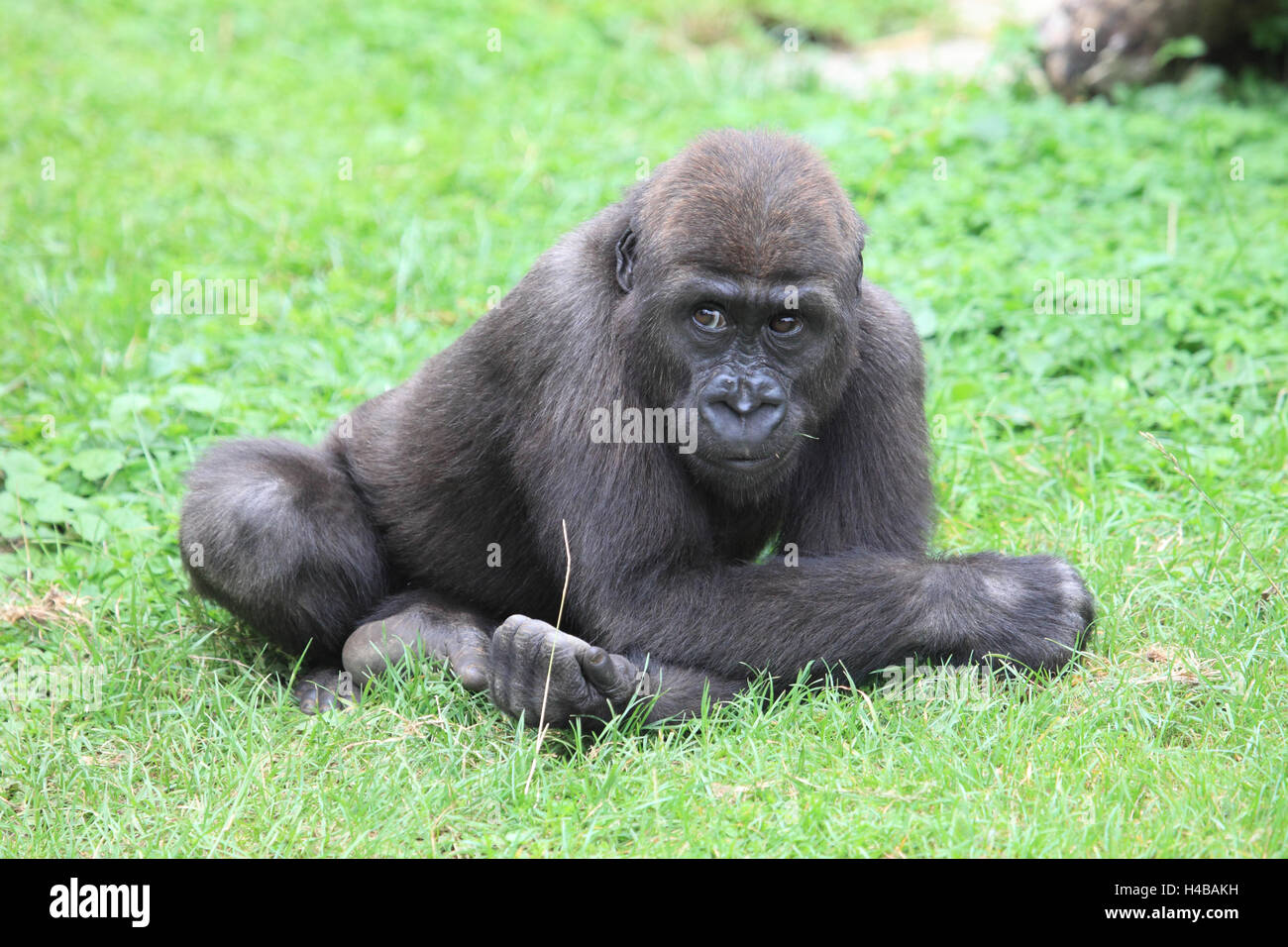 Western gorilla giovane animale, gorilla gorilla Foto Stock