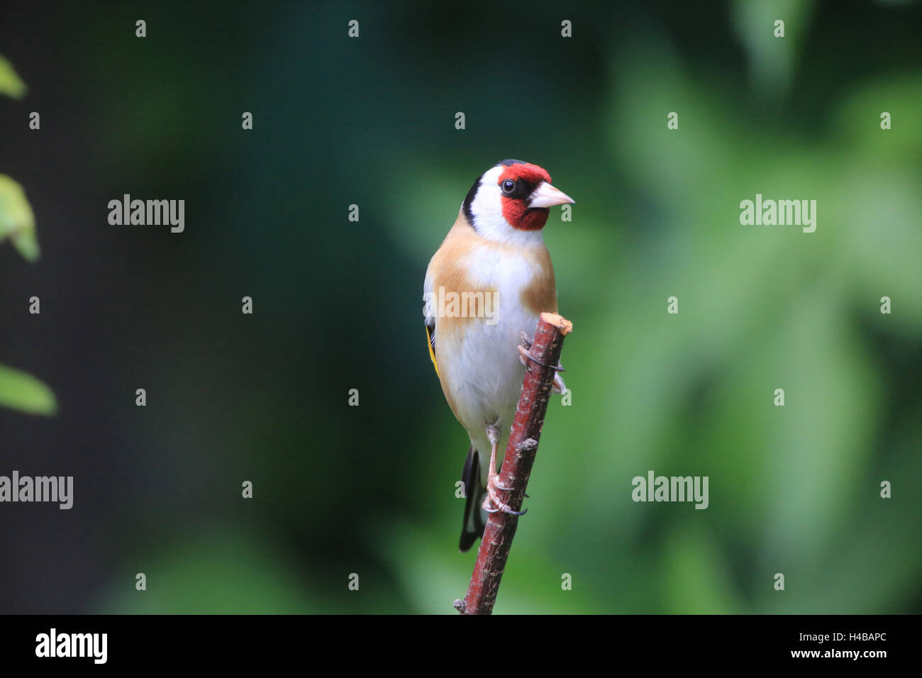 Cardellino appollaiate su un ramo, Carduelis carduelis Foto Stock
