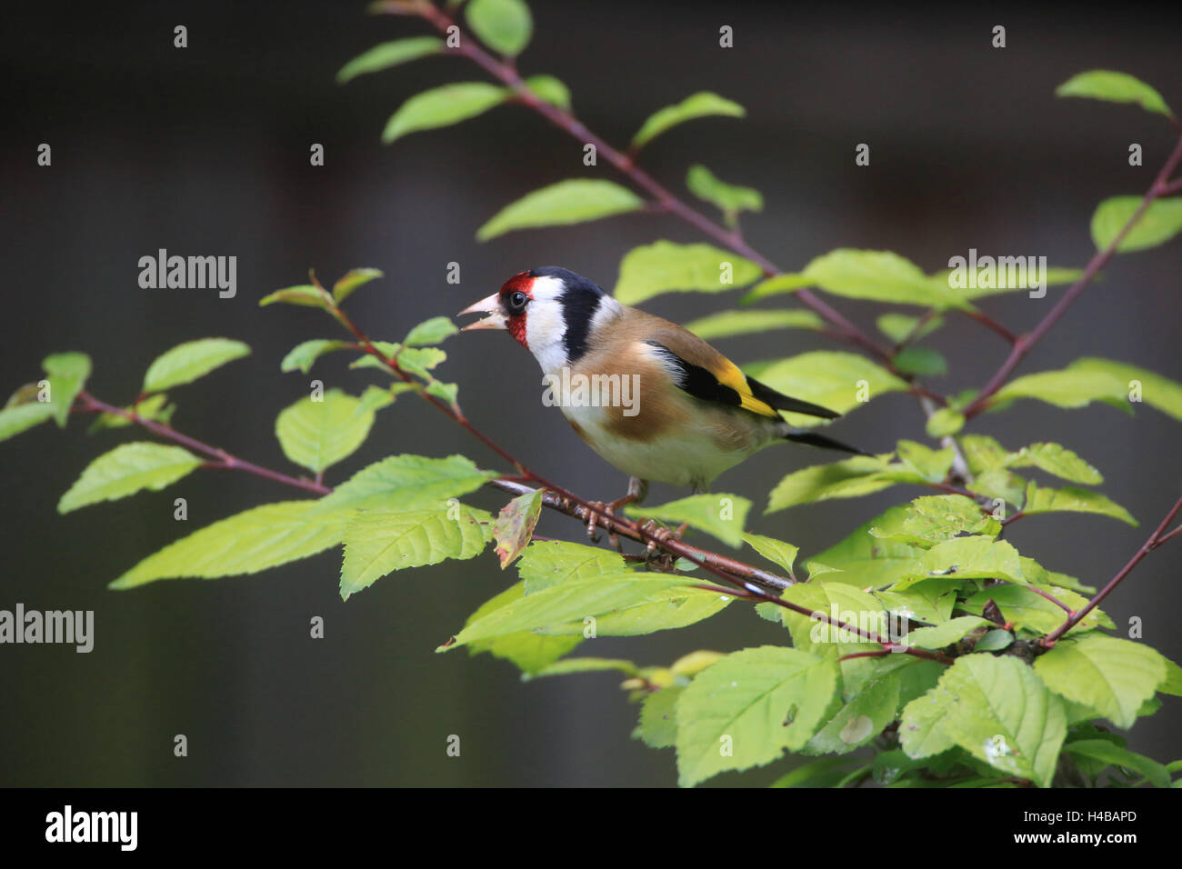 Cardellino appollaiate su un abbeveratoio nel pilotaggio di neve, Carduelis carduelis Foto Stock