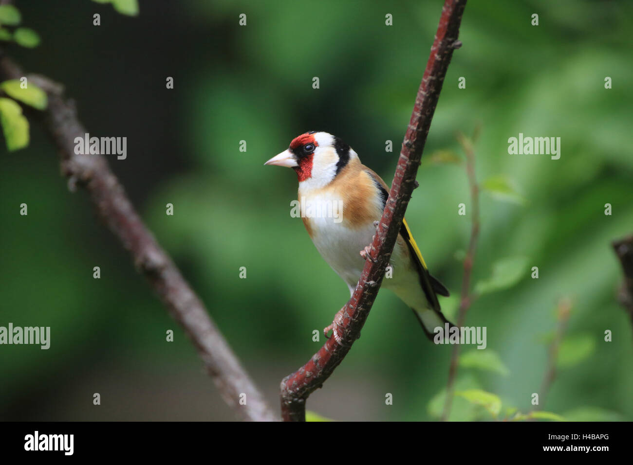 Cardellino appollaiate su un abbeveratoio nel pilotaggio di neve, Carduelis carduelis Foto Stock