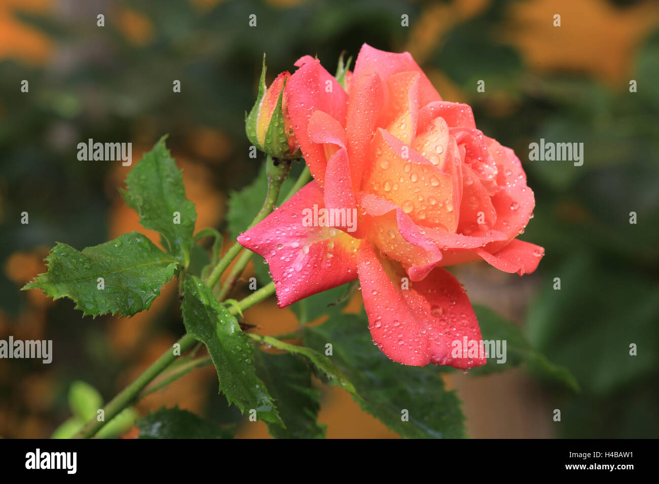 Rosa con gocce di acqua Foto Stock