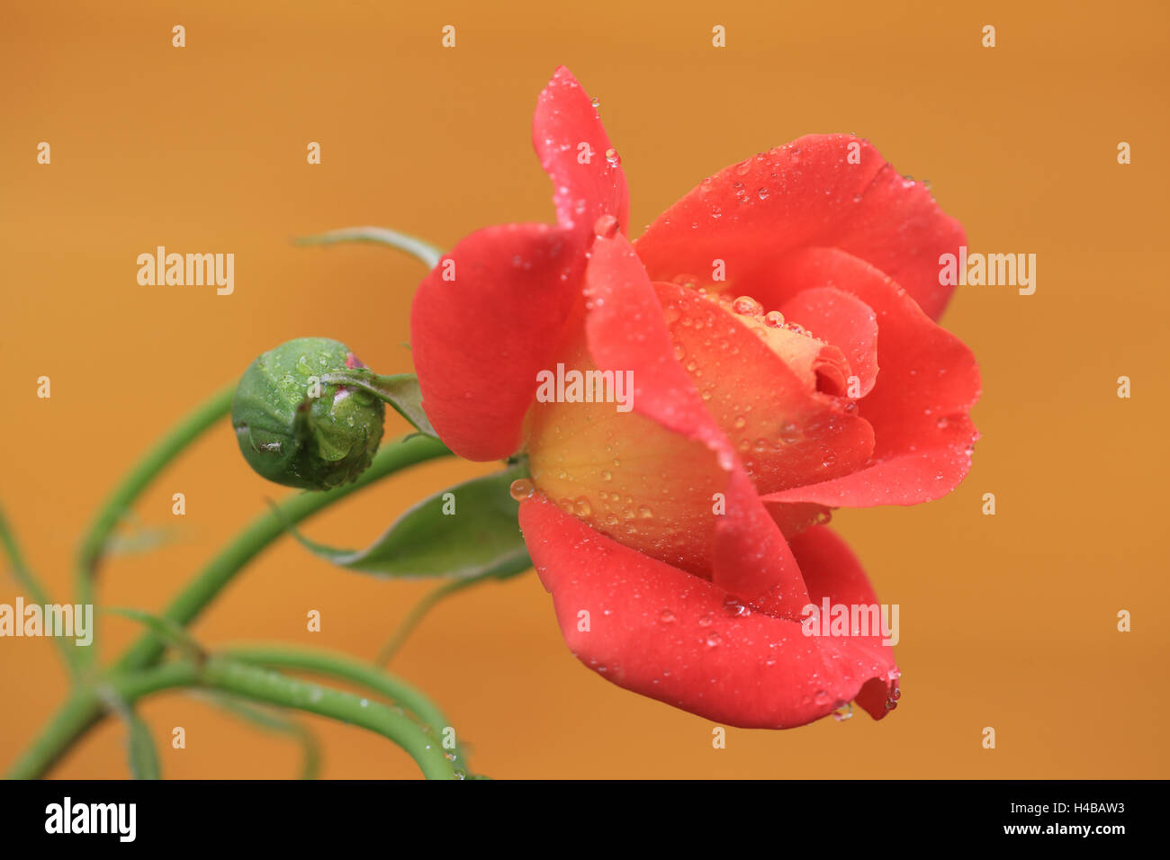 Rosa con gocce di acqua Foto Stock