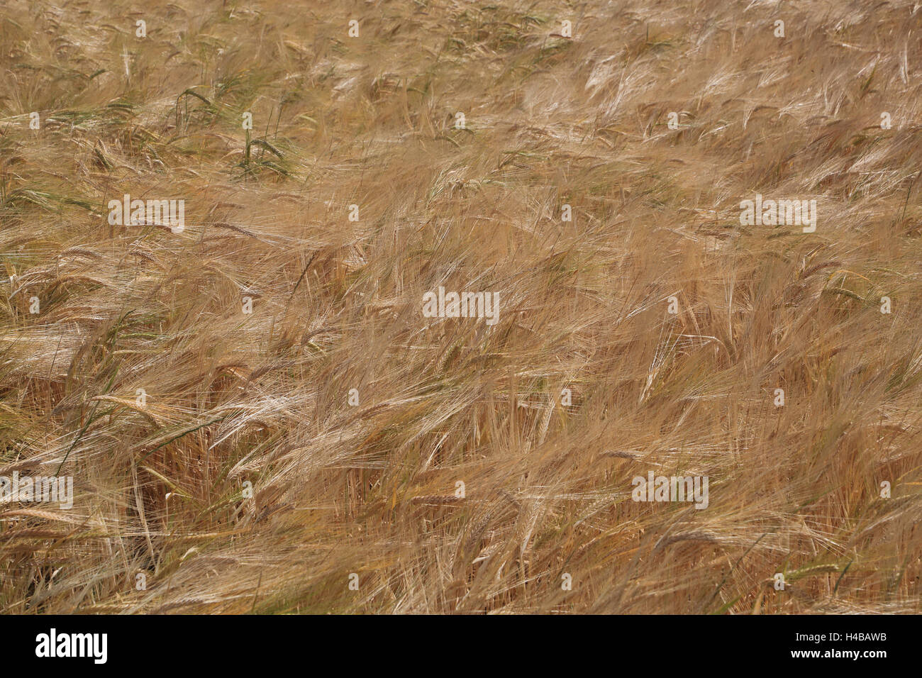 Orzo, Hordeum vulgare Foto Stock