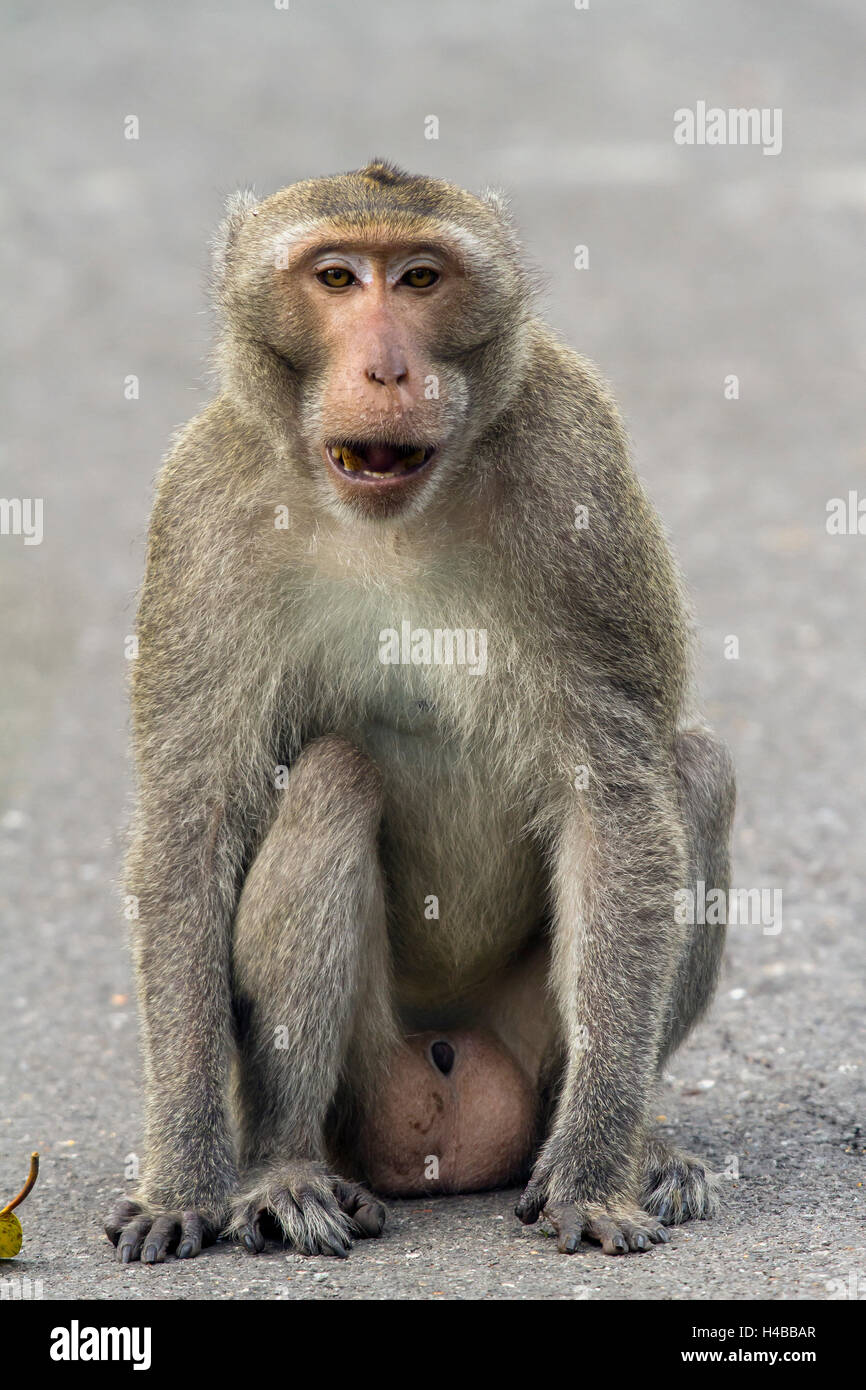 Maschio macaco rhesus (macaca mulatta), Kaeng Krachan National Park, Phetchaburi, Thailandia Foto Stock