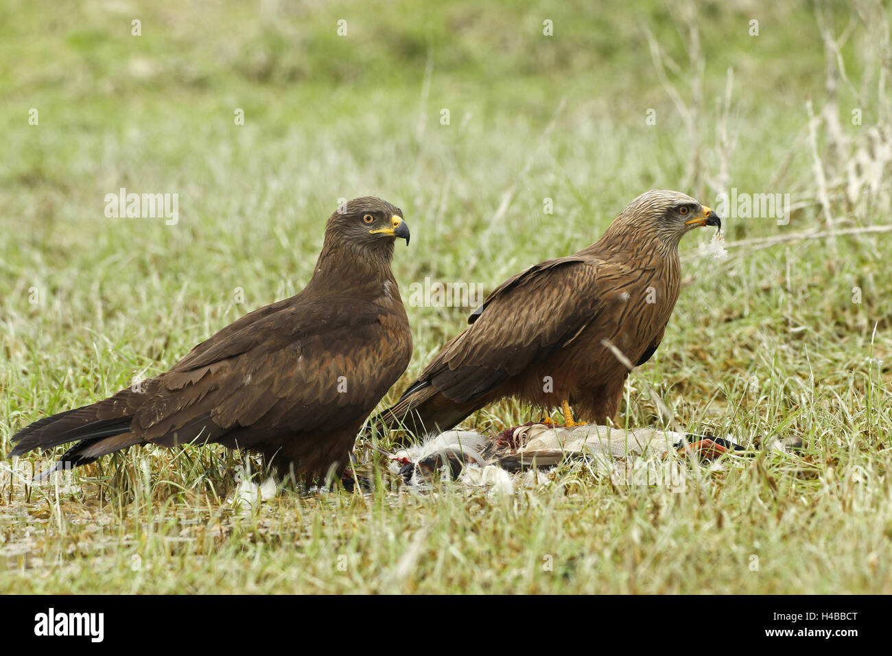 Milano ibrido femmina, ibridi di red kites (Milvus milvus) e nero kites (Milvus migrans) sinistra e aquilone rosso maschio (Milvus Foto Stock