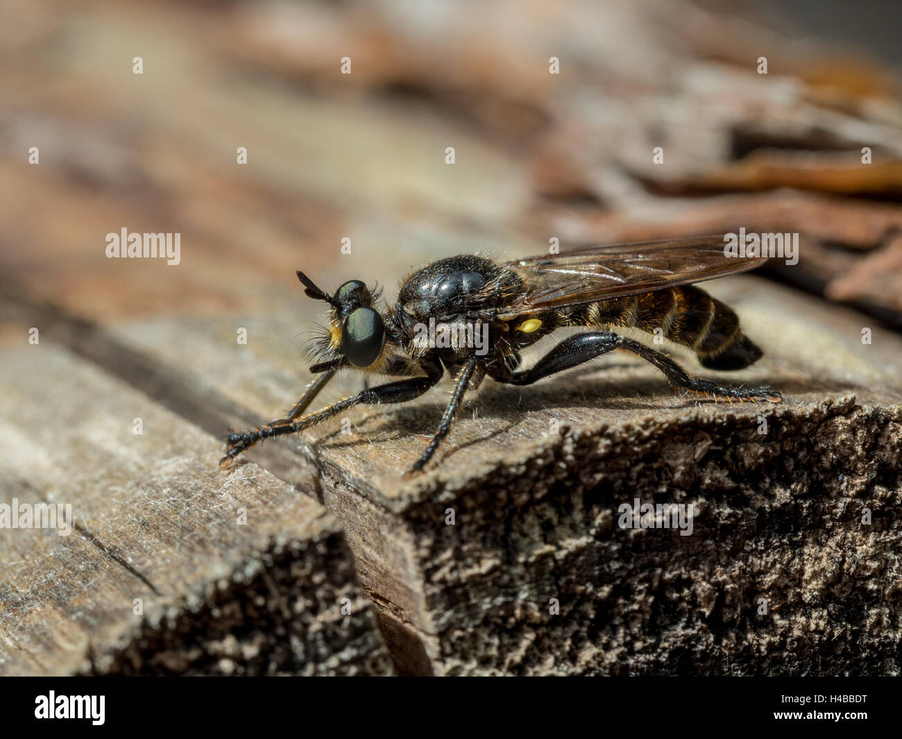 Asilidae, assassin fly, brigante fly (choerades fimbriata), Sassonia-Anhalt, Germania Foto Stock