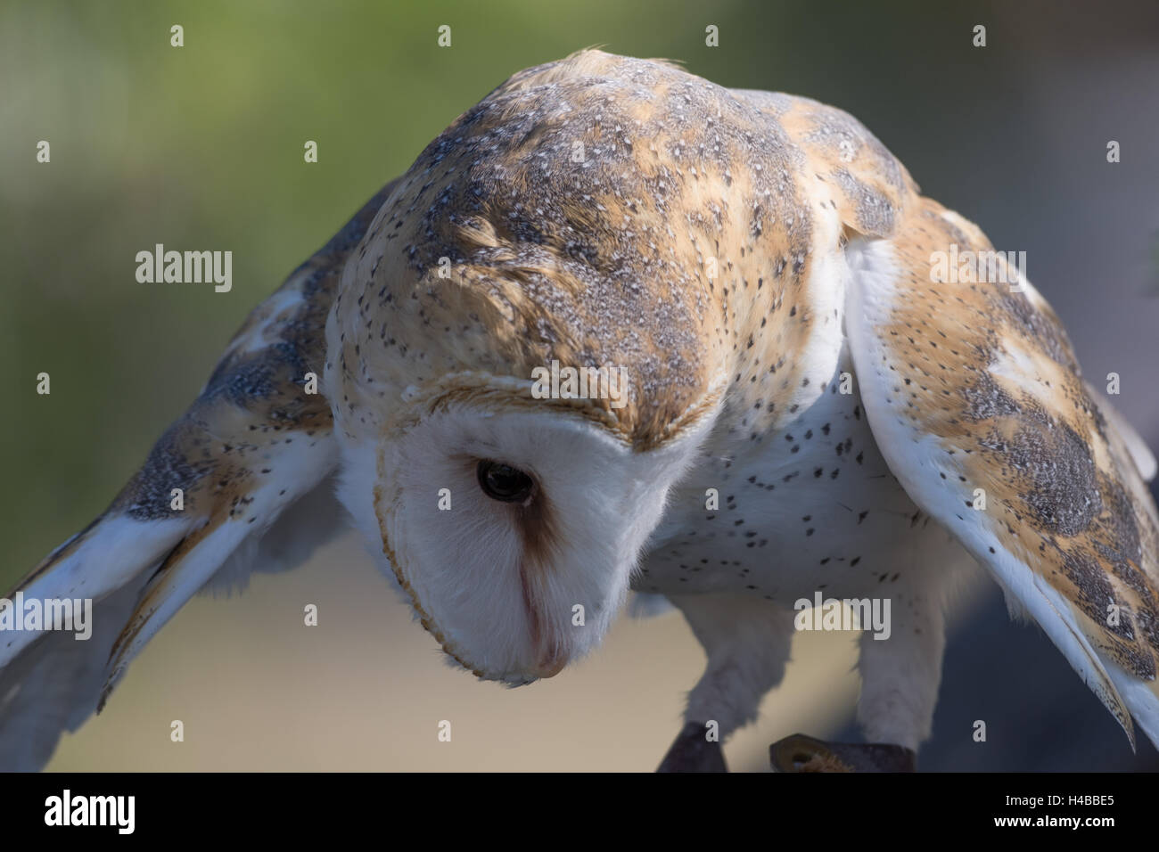 Barbagianni (Tyto alba). Feriti istruzione animale con Wildlife Rescue Inc., New Mexico. Foto Stock