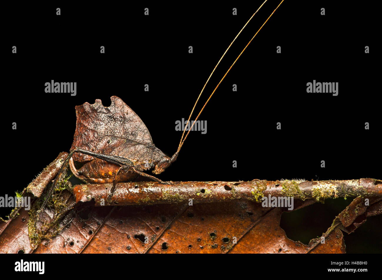 Katydid o bush cricket (Tettigoniidae) mimando foglie avvizzite, phytomimesis, la foresta pluviale amazzonica Copalinga, provincia di Zamora Foto Stock