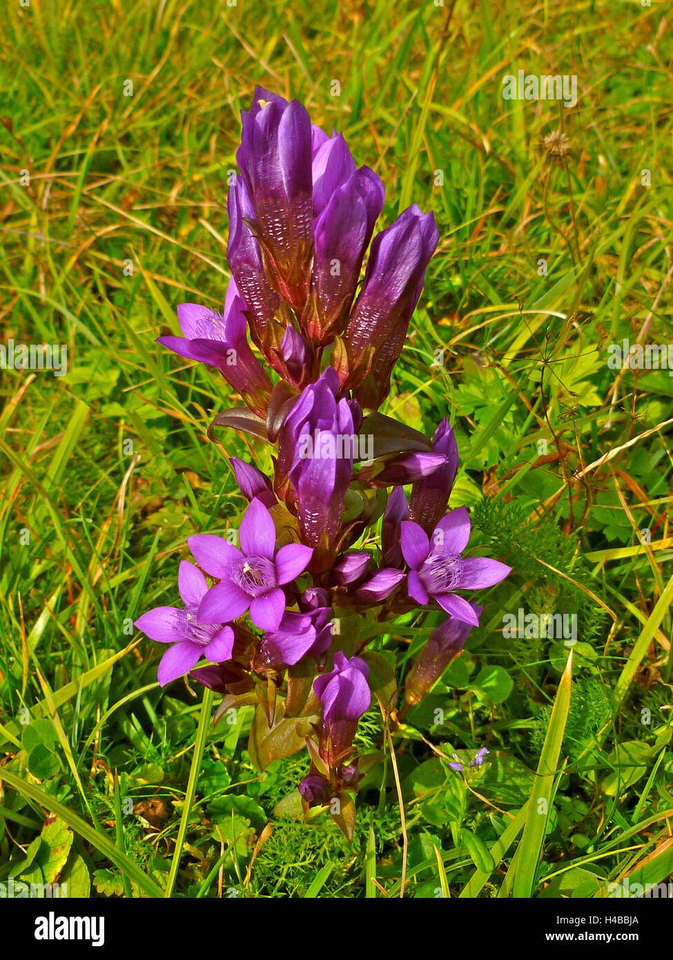 In Germania, in Baviera, vicino a Mittenwald, Chiltern genziana Foto Stock