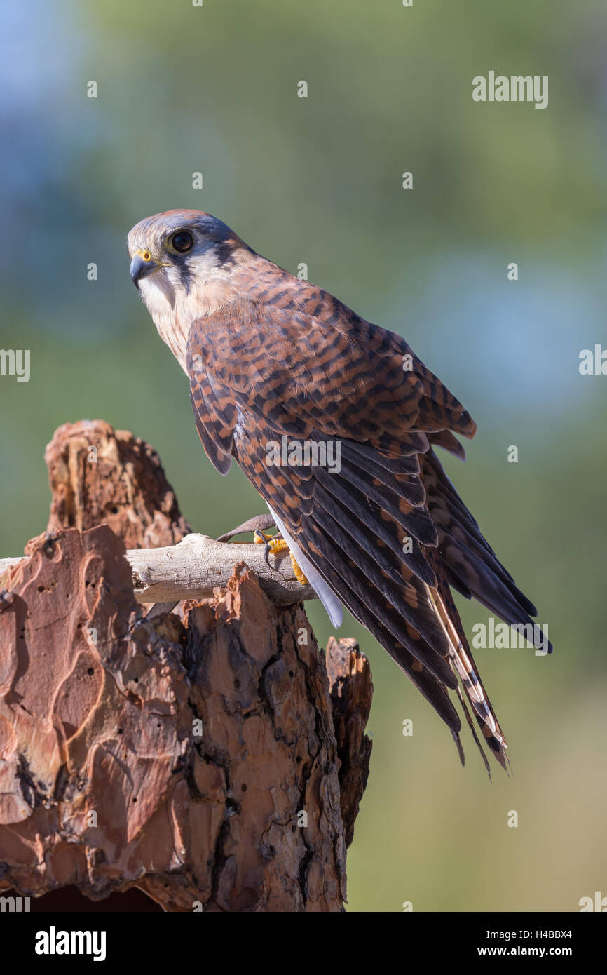 Americano femmina gheppio (Falco sparvarius). Feriti istruzione animale con Wildlife Rescue Inc., New Mexico. Foto Stock