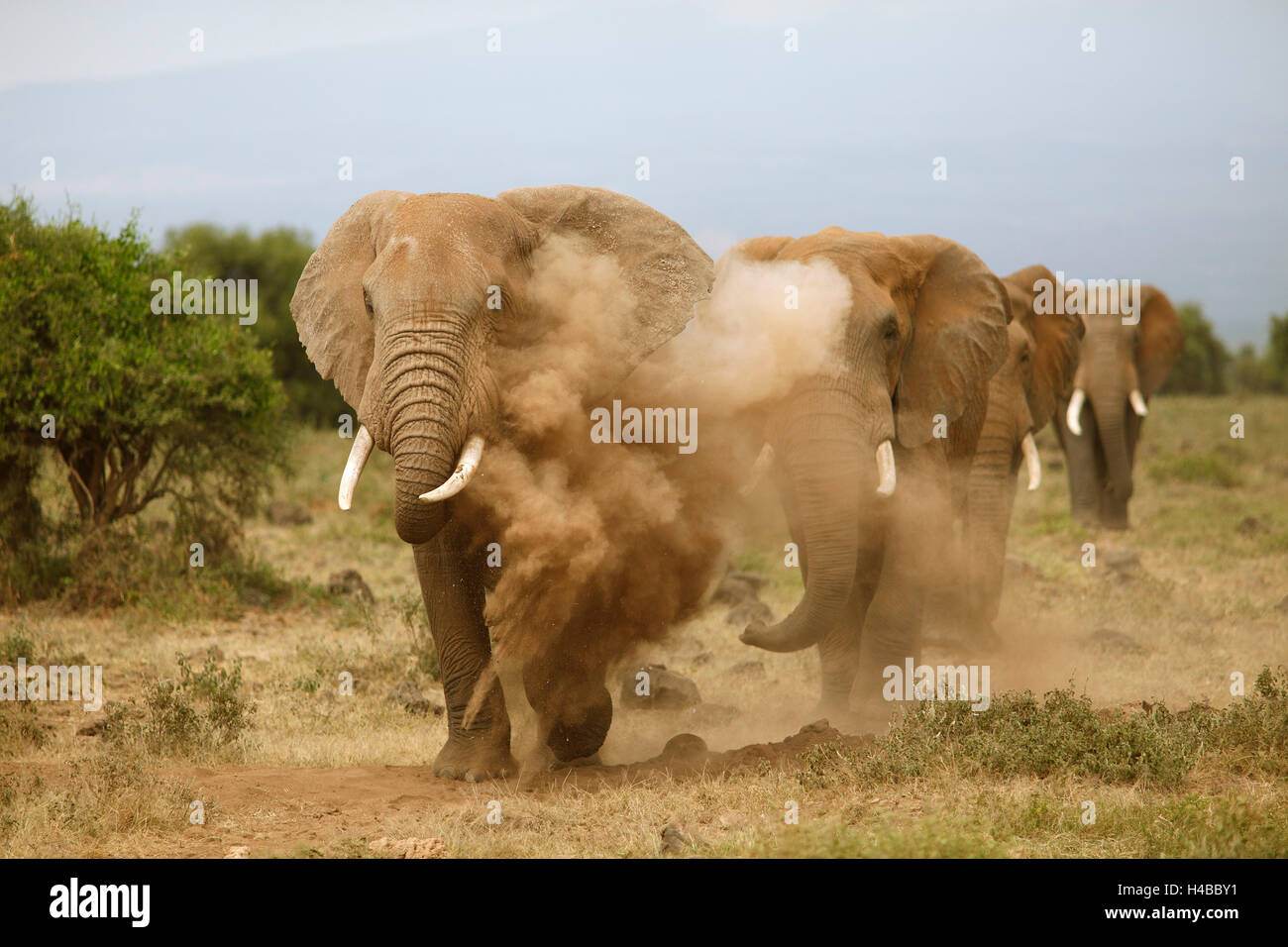 L'elefante africano (Loxodonta africana) takin un bagno di sabbia, Amboseli National Park, Kajiado County, Kenya Foto Stock