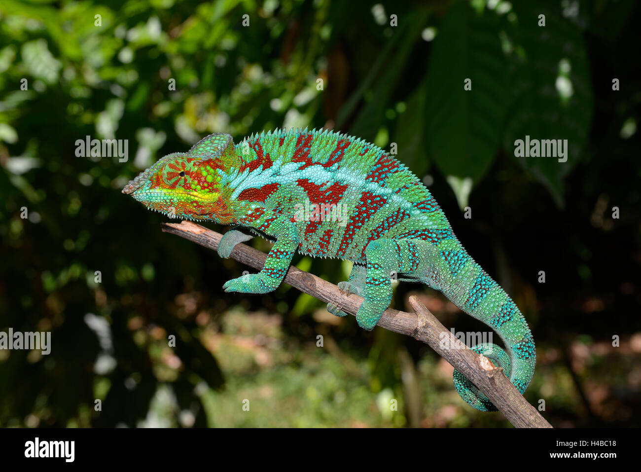 Maschio di panther chameleon (Furcifer pardalis), nelle piantagioni di cacao di Ambanja nel nord-ovest del Madagascar Madagascar Foto Stock