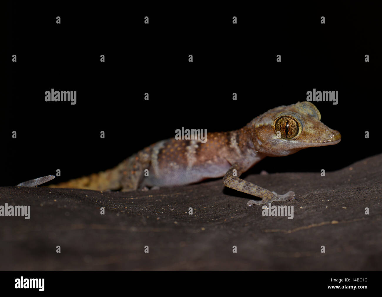 I capretti nastrare gecko (Paroedura ssp.), il Parco Nazionale di Nosy Hara, nel nord del Madagascar Madagascar Foto Stock