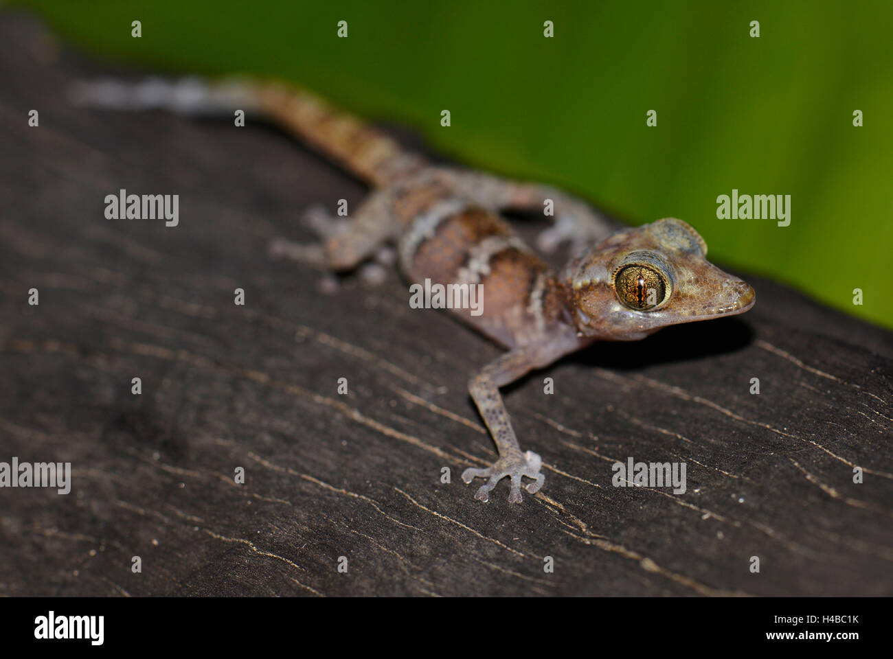 I capretti nastrare gecko (Pareodura ssp.), il Parco Nazionale di Nosy Hara, nel nord del Madagascar Madagascar Foto Stock