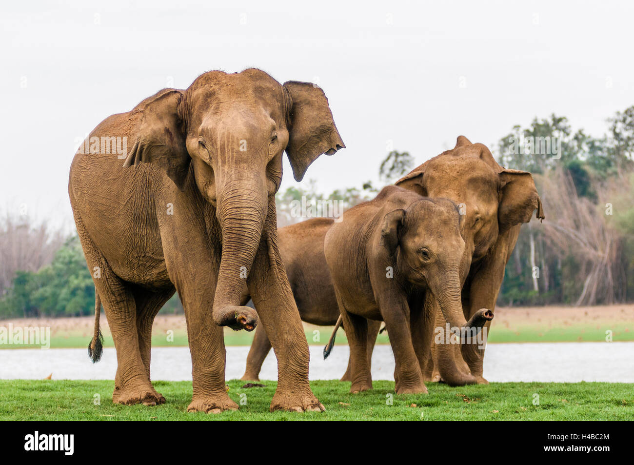 Famiglia di elefanti asiatici o elefanti indiani (Elephas maximus), Kabini River, Nagarhole National Park, Karnataka, India Foto Stock