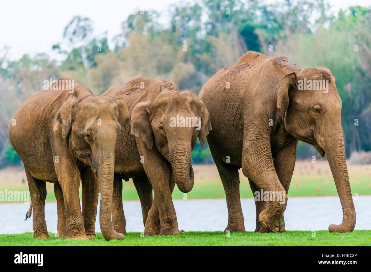 Famiglia di elefanti asiatici o elefanti indiani (Elephas maximus), Kabini River, Nagarhole National Park, Karnataka, India Foto Stock