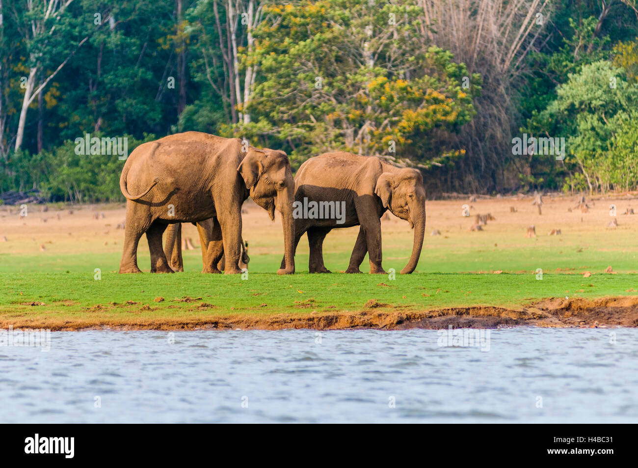 Elefanti asiatici o elefanti indiani (Elephas maximus) presso la riva, Kabini River, Nagarhole National Park, Karnataka, India Foto Stock