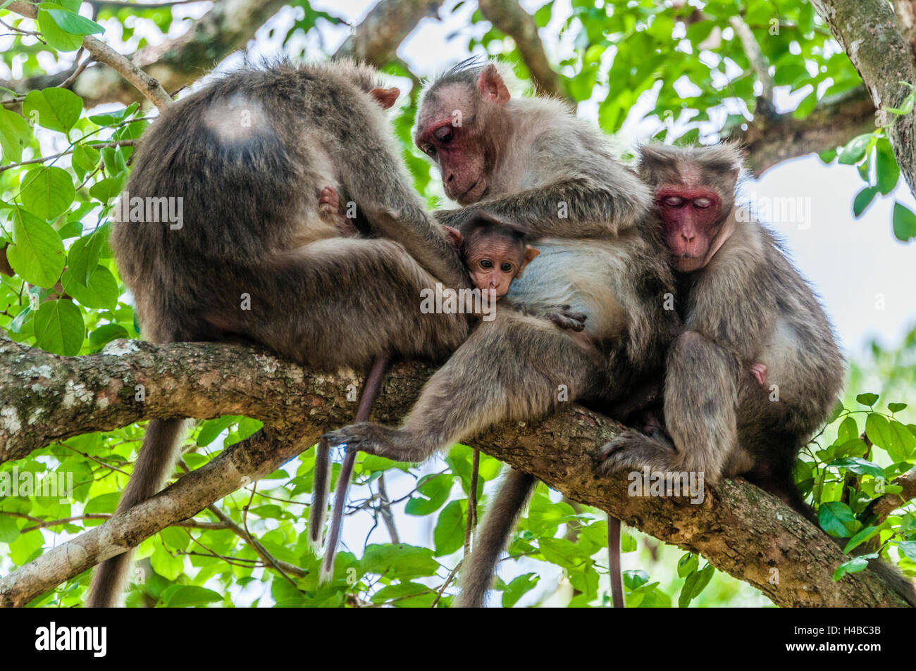 Macachi Rhesus (macaca mulatta) seduto sul ramo, delousing ogni altro, Mudumalai National Park e il santuario della fauna selvatica Foto Stock