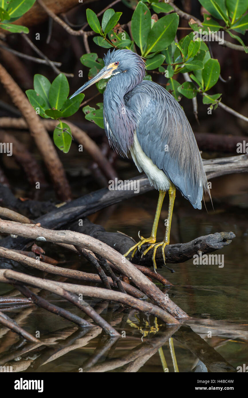 Airone tricolore (Egretta tricolore), J.N. Ding Darling National Wildlife Refuge, Sanibel Island, Florida, Stati Uniti d'America Foto Stock