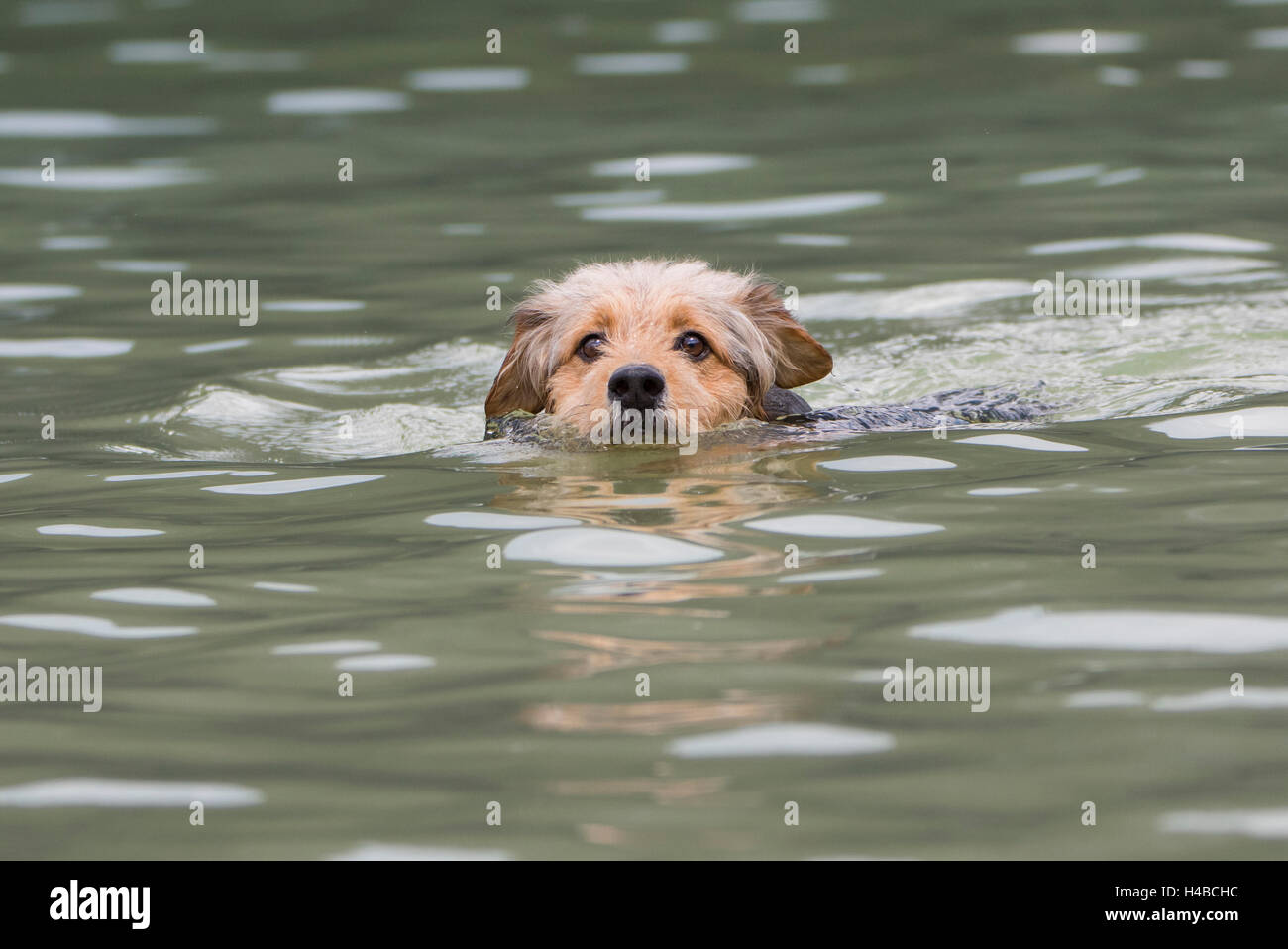 Grossolana bosniaco-haired Hound o Barak cane (Canis lupus familiaris) è nuotare in un fiume, mixed-breed, Tirolo, Austria Foto Stock