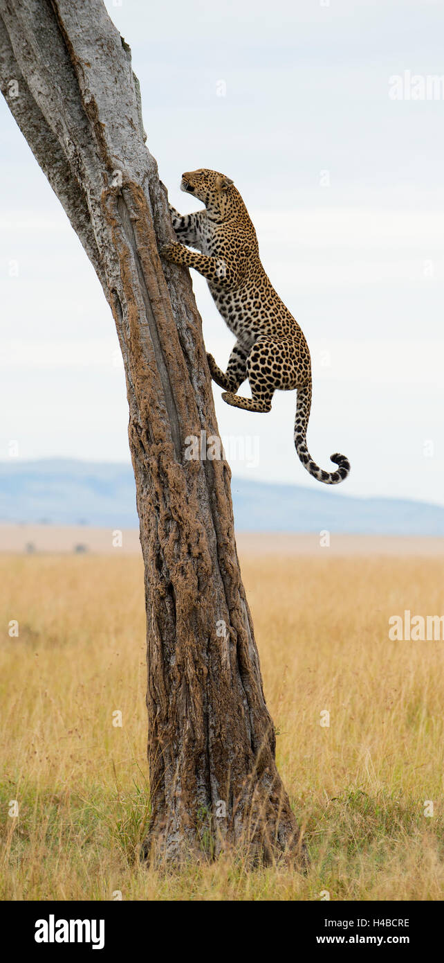 Leopard (Panthera pardus) arrampicata su albero di Savannah, il Masai Mara, Kenya Foto Stock