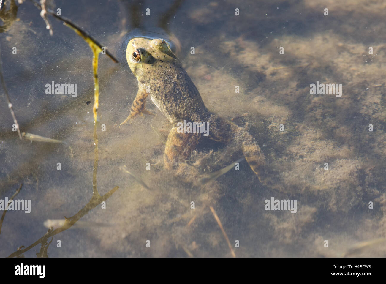 Young American Bullfrog, (Lithobates catesbeianus), Rio Grande Centro Natura del Parco Statale di Albuquerque, Nuovo Messico, Stati Uniti d'America. Foto Stock