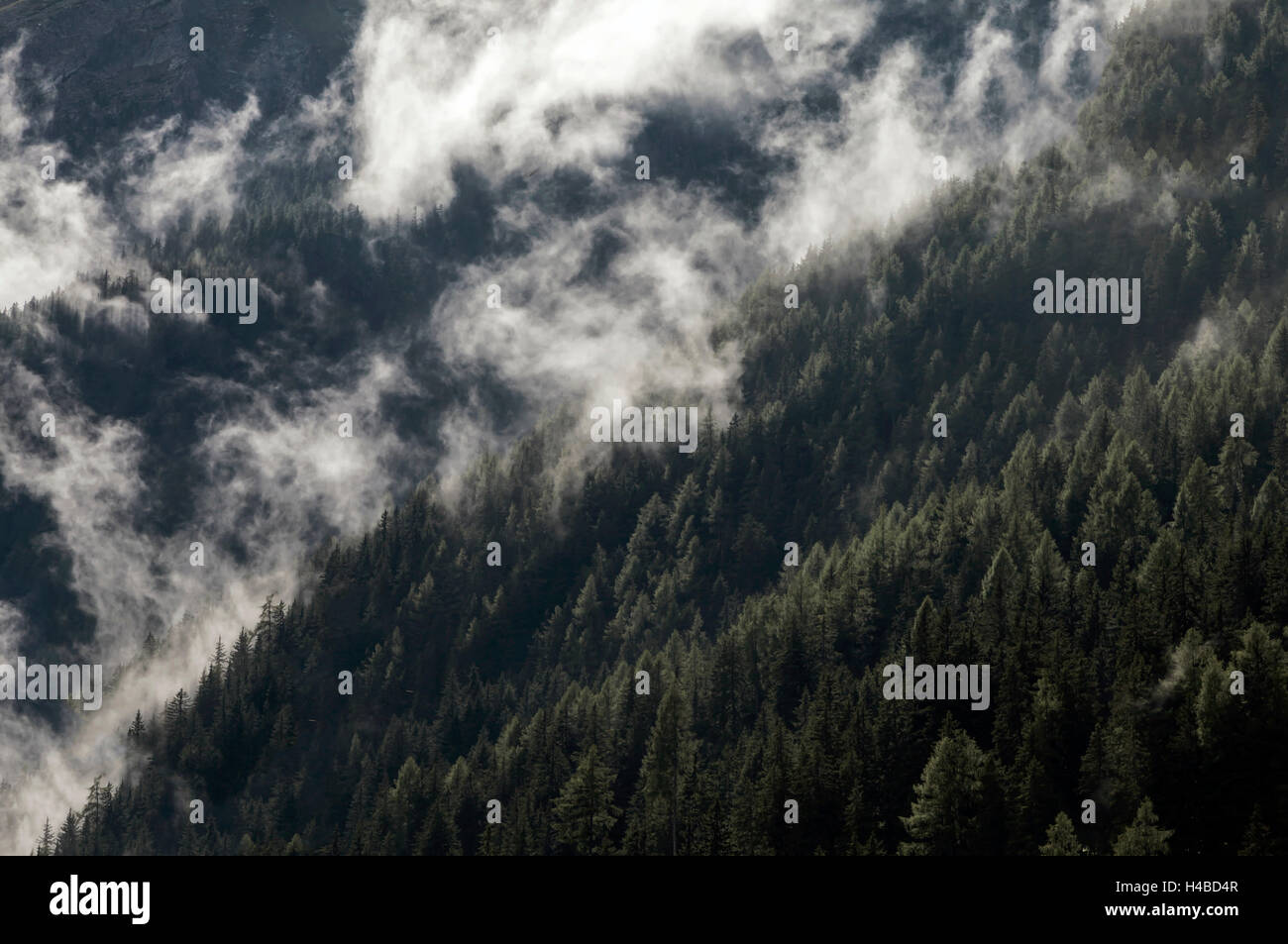 Foreste di montagna nel mezzo di nuvole Foto Stock