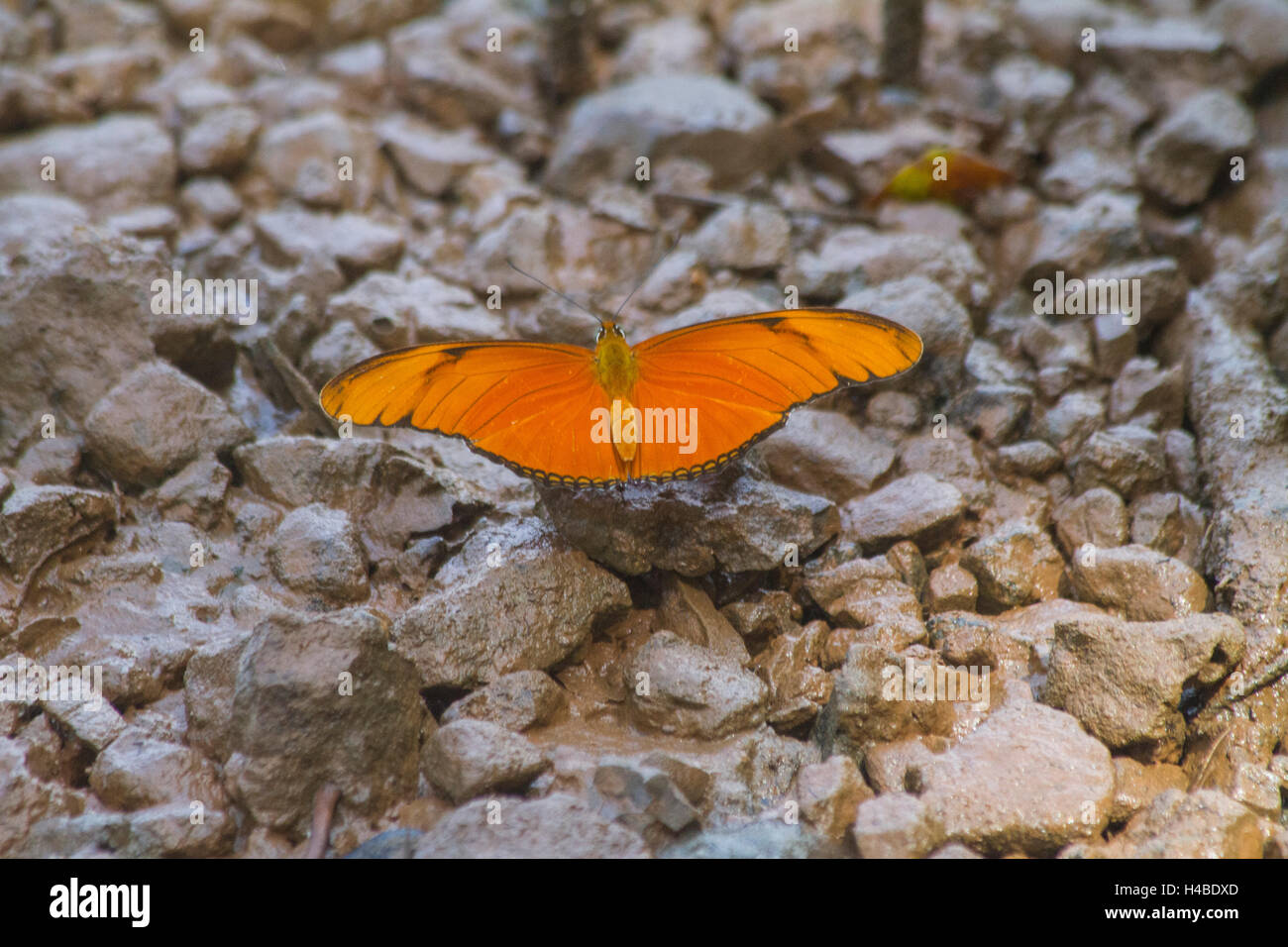 Farfalla arancione in riva fanghi Foto Stock