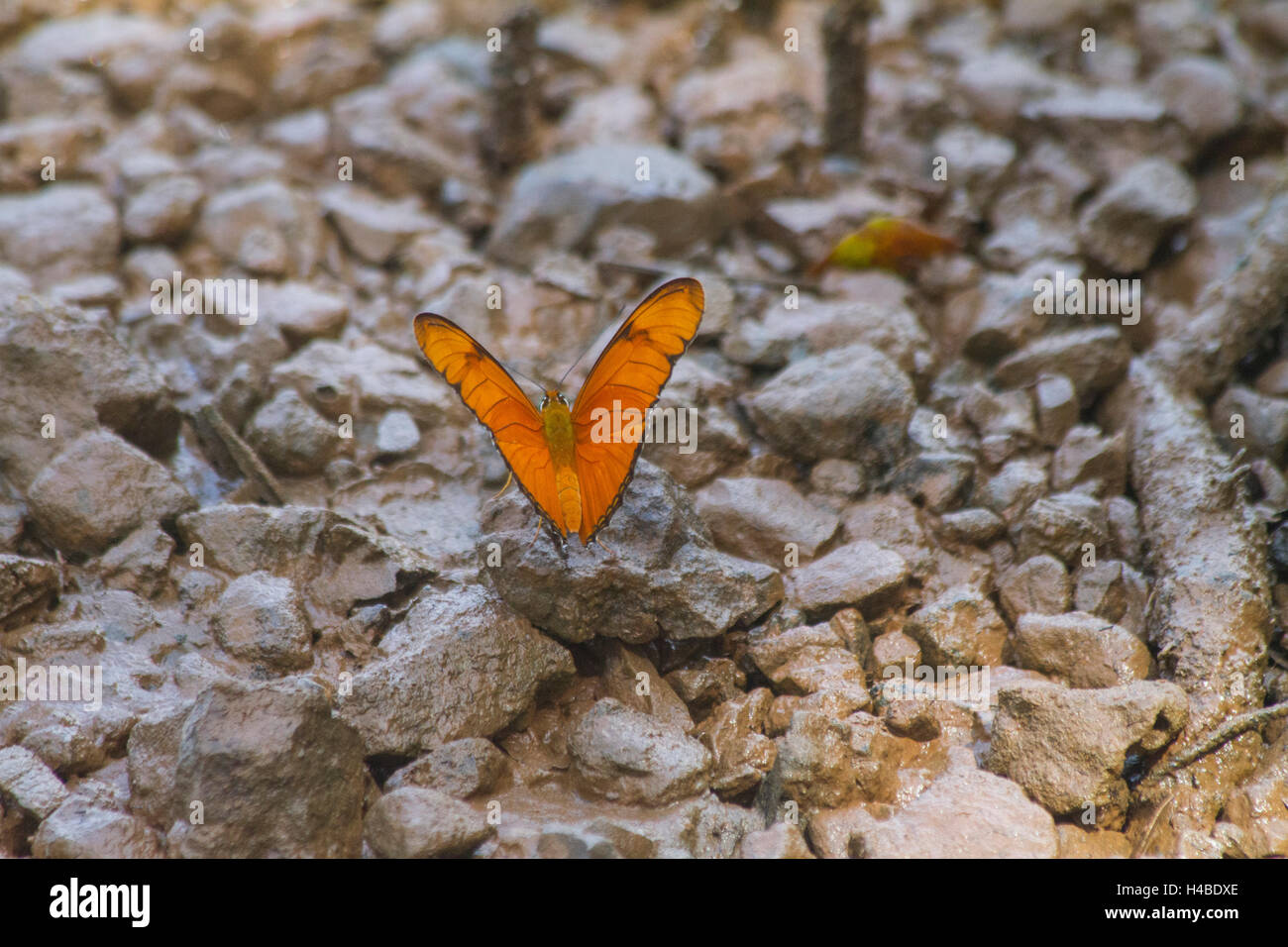 Farfalla arancione in riva fanghi Foto Stock
